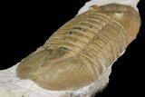 Valdaites Trilobite From Russia - Rare Species #165439-4